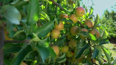 Bahçedeki olgun elma dalı