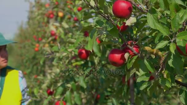 Agronomist checks the state of apple trees — Stock Video