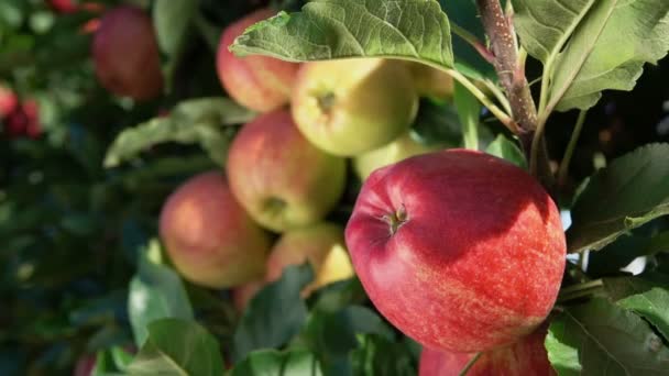 Гілка стиглих яблук в саду — стокове відео