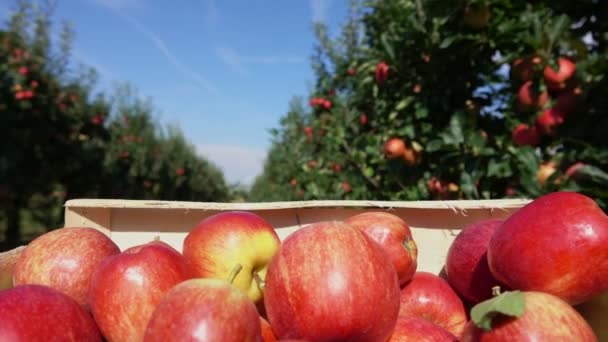 Boîte de pommes rouges se déplace le long d'une ligne de pommiers — Video