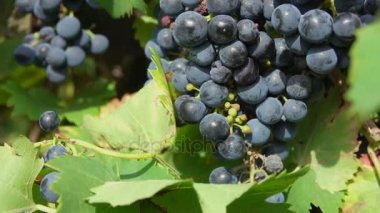 Olgun üzüm dallarında Panoraması