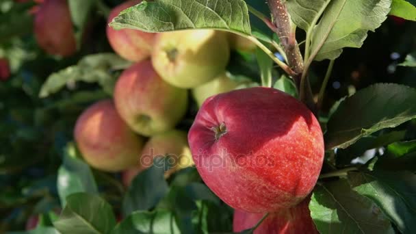Крупный план ручной ветви с спелыми яблоками — стоковое видео