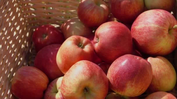 Närbild av en hand som att sätta ett moget rött äpple — Stockvideo