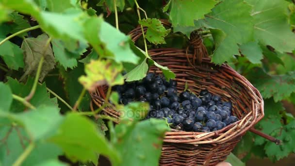 Tros druiven die vallen in de mand — Stockvideo