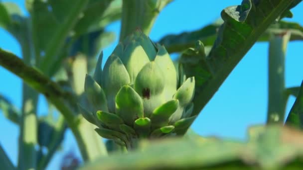 Close up of an artichoke — Stock Video