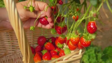 Sepet içinde çilek toplama