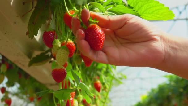 Handen tar jordgubbar med hängande sängar — Stockvideo