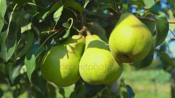 Closeup of ripe juicy pears — Stock Video
