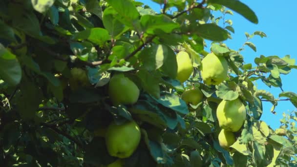 Peras jugosas maduras en un árbol en el jardín — Vídeos de Stock