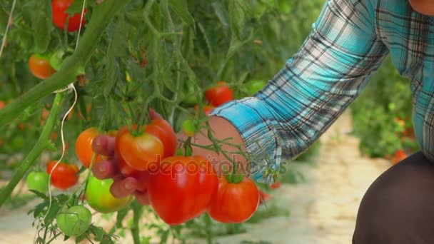 Harvest ripe tomatoes in a large greenhouse — Stock Video