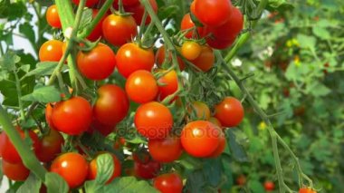 bush olgunlaşma domates
