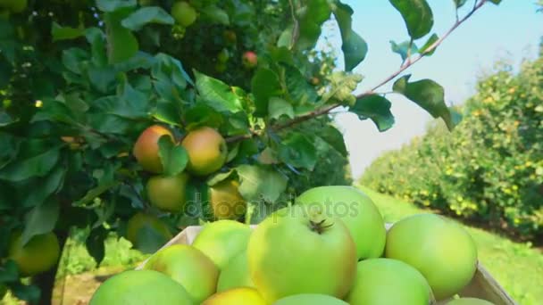 Camion con una scatola piena di mele passa attraverso il giardino — Video Stock