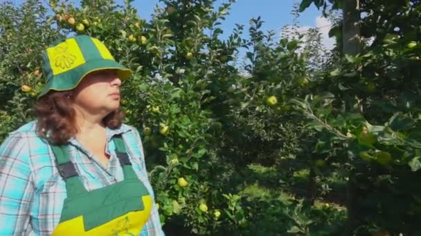 Farmer walks along a row of apple trees — Stock Video