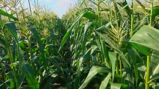 Câmera viajar ao longo de um campo de milho — Vídeo de Stock