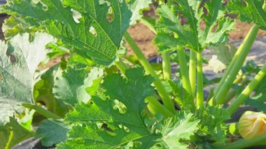 Kabak bush üzerinde büyür