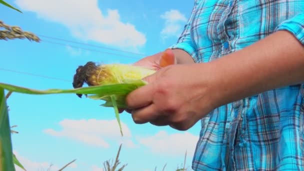 Farmer cleans corn from husks — Stock Video