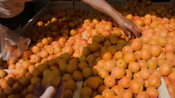 Спелые абрикосы на фермерском рынке — стоковое видео