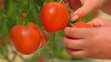 Büyük bir sera içinde olgun domates hasat