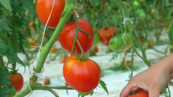 Сбор спелых помидоров в большой теплице — стоковое видео