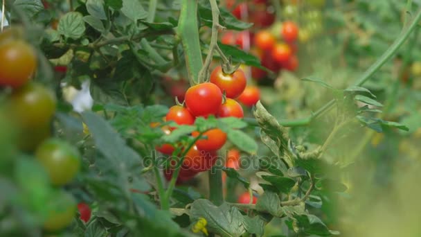 Tomates cherry madurando en el arbusto — Vídeo de stock