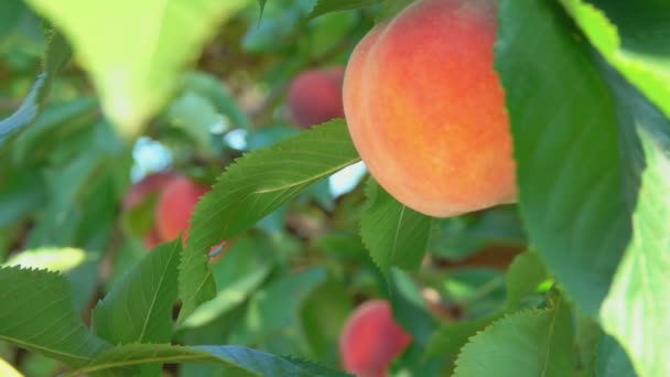 Сочный персик висит на ветке дерева — стоковое видео