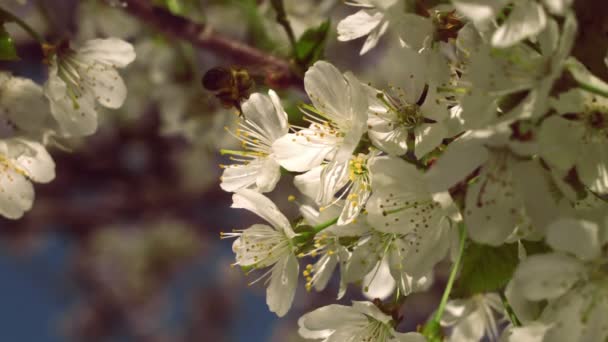 Крупный план летающей пчелы, собирающей пыльцу с вишневого дерева — стоковое видео