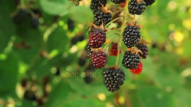 Blackberry Close-Up
