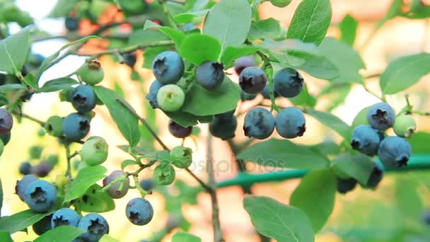 Busch-Blaubeere. Beeren im Garten. sonniger Tag — Stockvideo