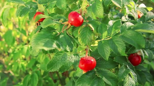 Fruits of wild roses on a branch in the garden — Stock Video