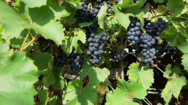 dalları olgun kara üzüm