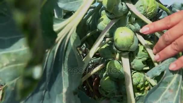 Brotos de Bruxelas crescendo em um arbusto — Vídeo de Stock