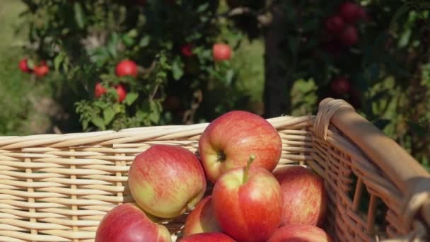Closeup ενός χεριού βάζοντας ένα ώριμο κόκκινο μήλο — Αρχείο Βίντεο