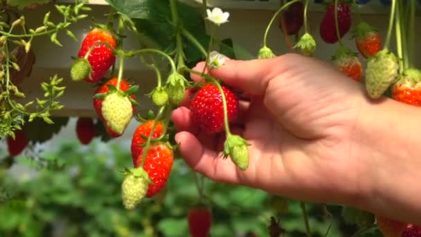 Hand takes strawberries with hanging beds — Stock Video