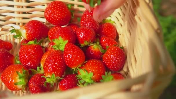 Frische Erdbeeren in Korb gelegt — Stockvideo