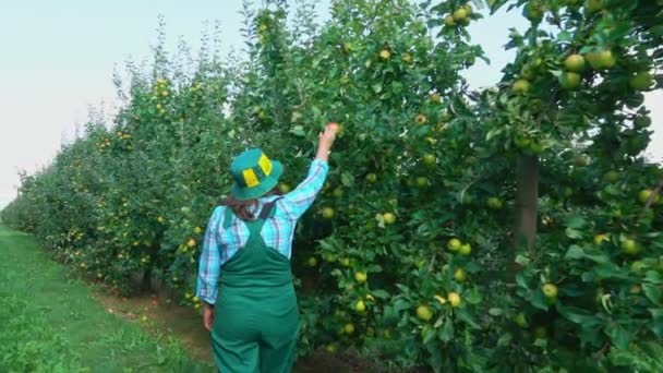 L'agricoltore guarda le mele sugli alberi — Video Stock