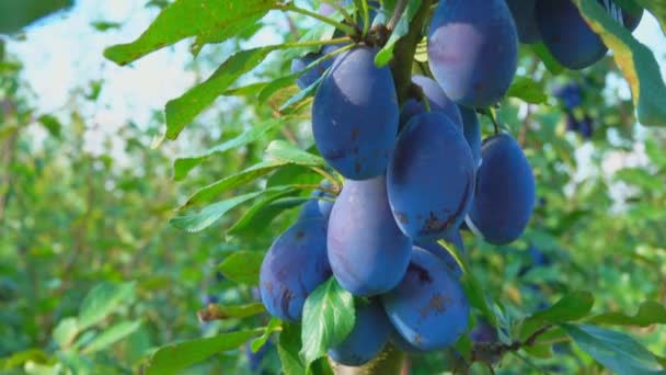 Prune poussant dans le jardin — Video