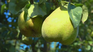 Olgun sulu armut yakın çekim