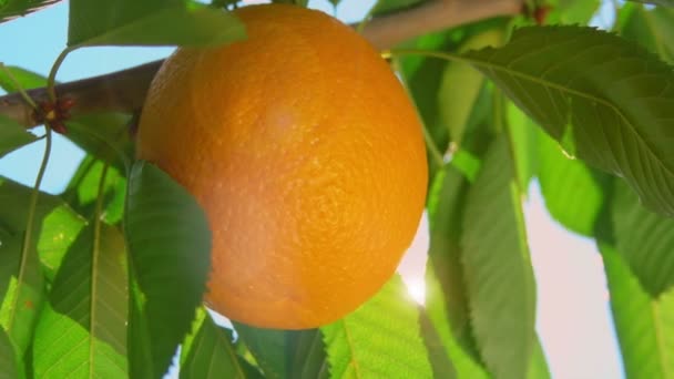 Solstråle genom grenarna av apelsiner — Stockvideo