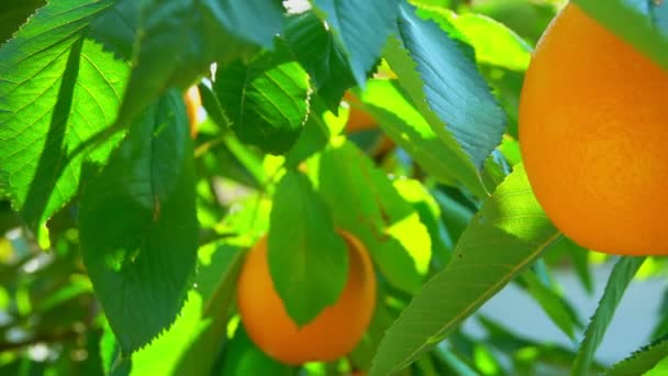 Rompe la mano de la rama naranja madura — Vídeo de stock