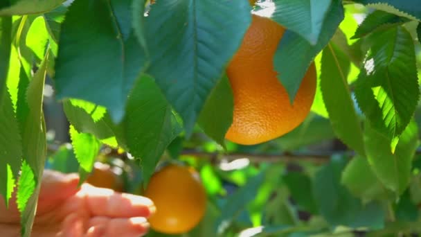 Hand breekt uit tak rijp oranje — Stockvideo