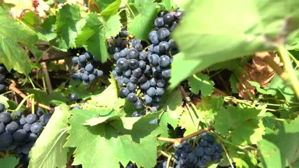 Ramas de uvas negras maduras — Vídeo de stock