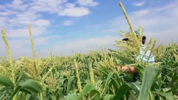 Vrouw onderzoekt maïs planten — Stockvideo