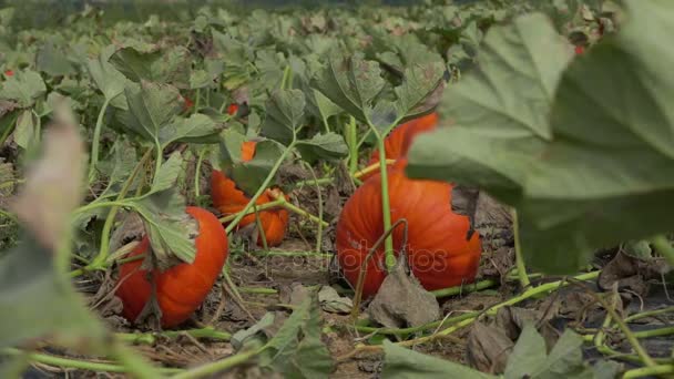 Gebied van de grote oranje pompoenen — Stockvideo
