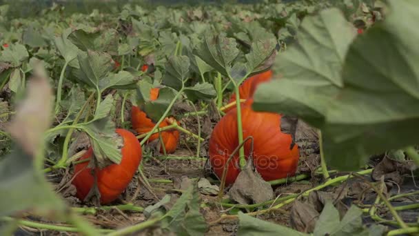 Campo de grandes calabazas de color naranja — Vídeo de stock