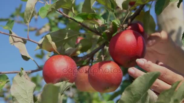 撕毁与熟透了的苹果树枝的手的特写镜头 — 图库视频影像
