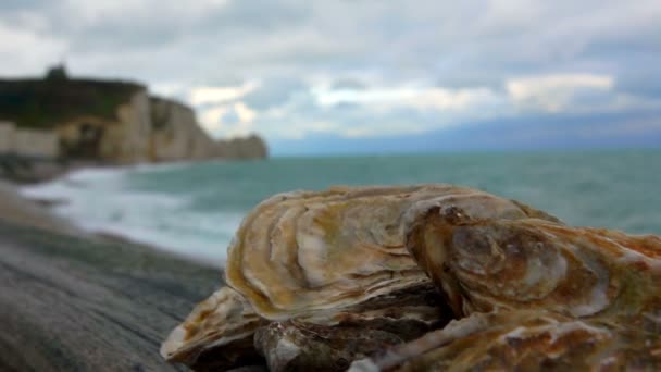 Fresh oysters on the Atlantic coast — Stock Video