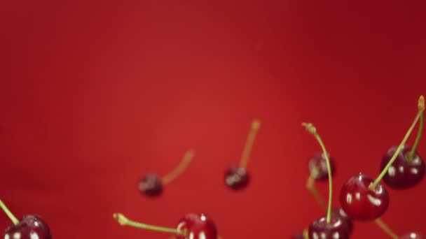 Медленное движение вишневой мухи в воздухе — стоковое видео