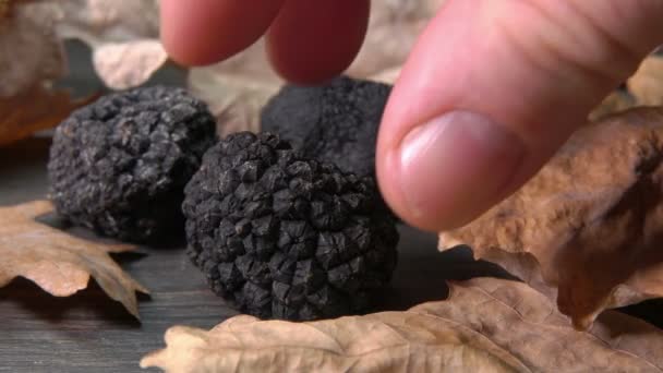 Hand tar en knöl svart tryffel från mörk trä yta — Stockvideo