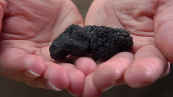 Hands holds tubers of black truffles — Stock Video