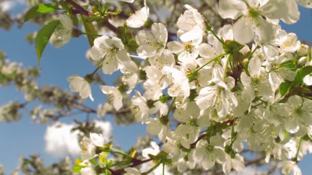 Flores de cerejeira em um dia ensolarado — Vídeo de Stock